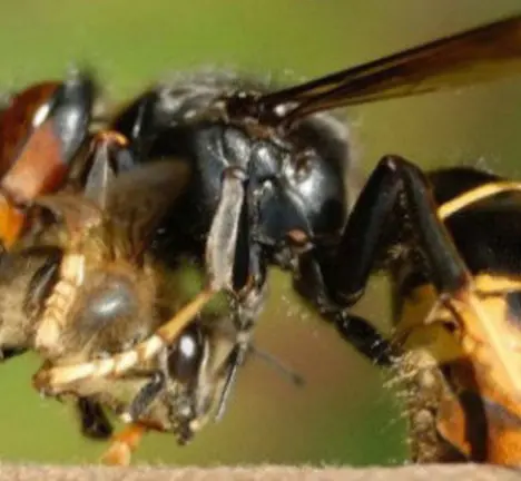 vespa-velutina1